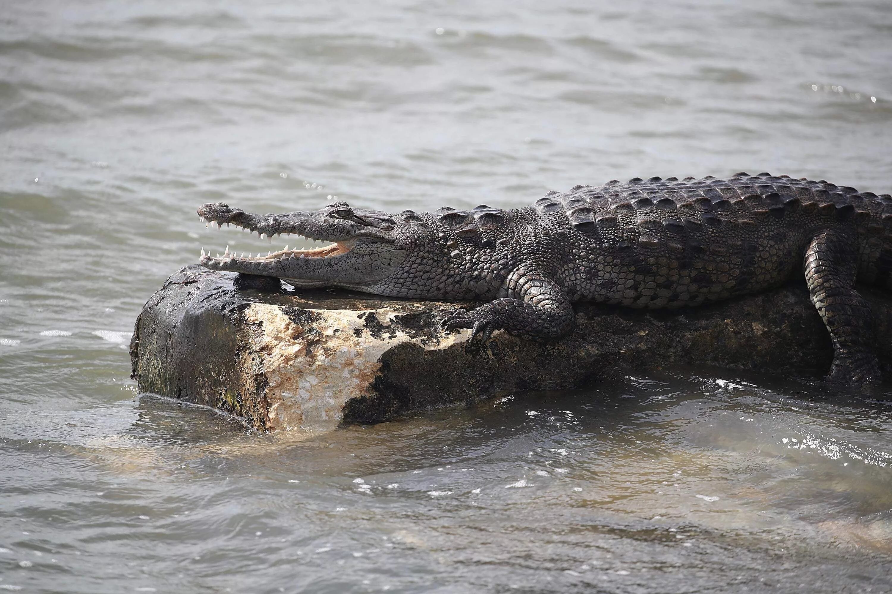 A crocodile is longer than a