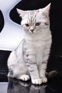Белый кот с черными полосками