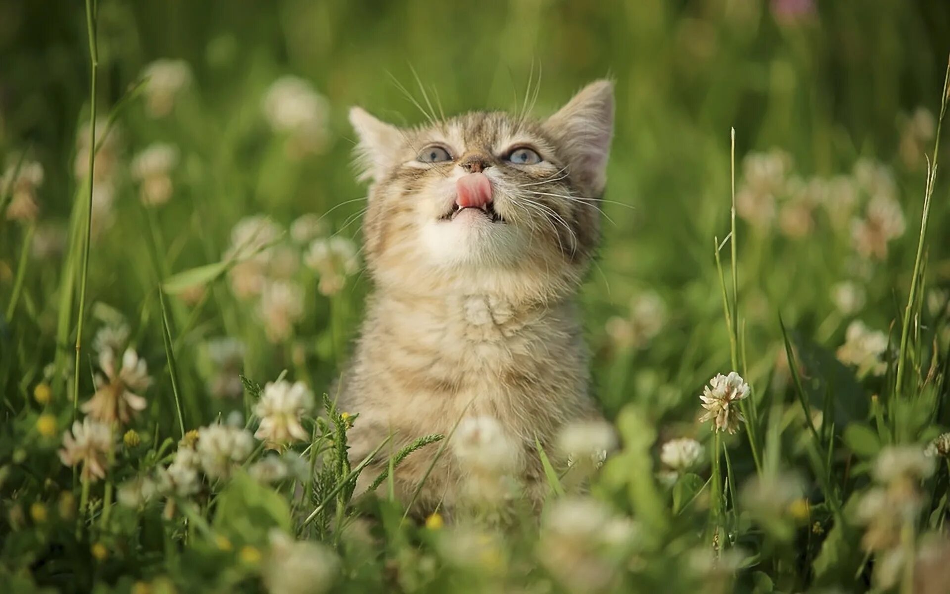 Котик летом