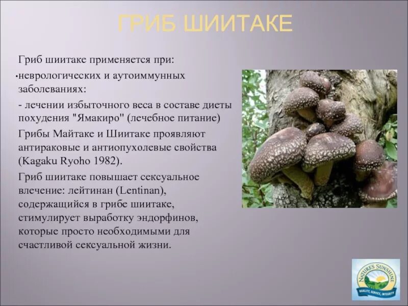 Характеристика гриба шиитаке. Гриб шиитаке лечебные. Опята шиитаке. Японские грибы шиитаке.