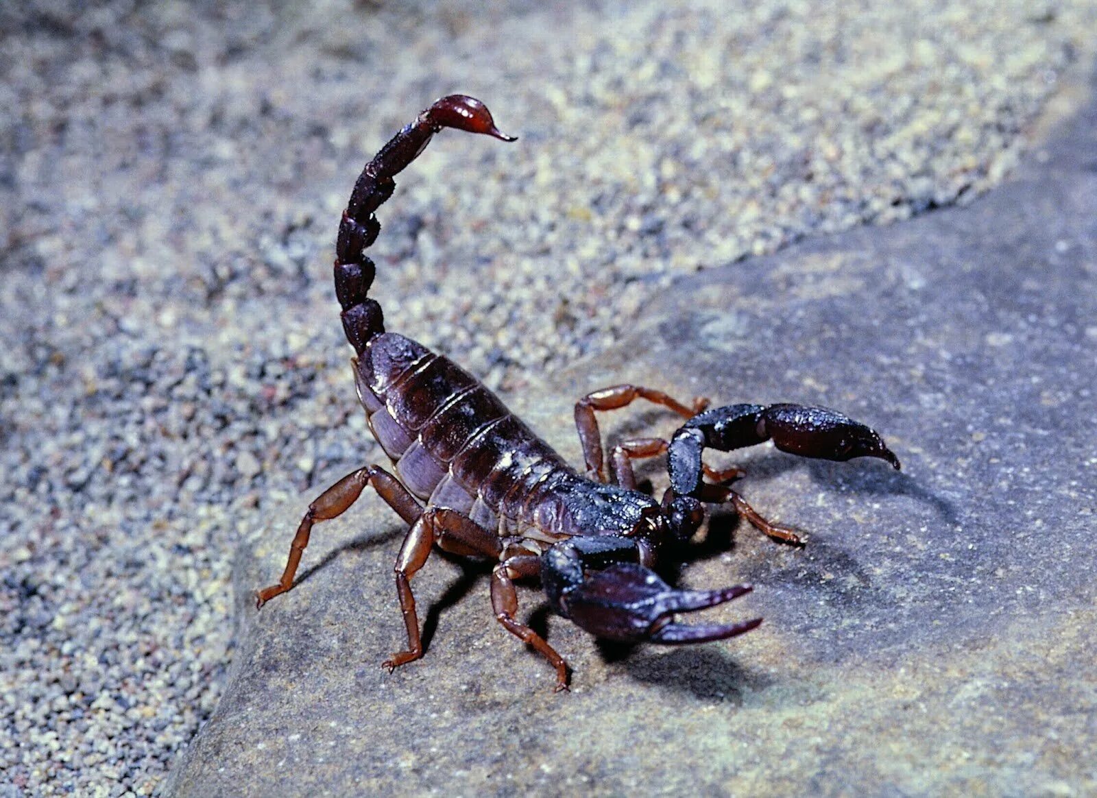 Скорпион дата выхода. Скорпион Heterometrus cyaneus. Африканский толстохвостый Скорпион. Палестинский Скорпион генурис. Скорпион Microtityus Minimus.