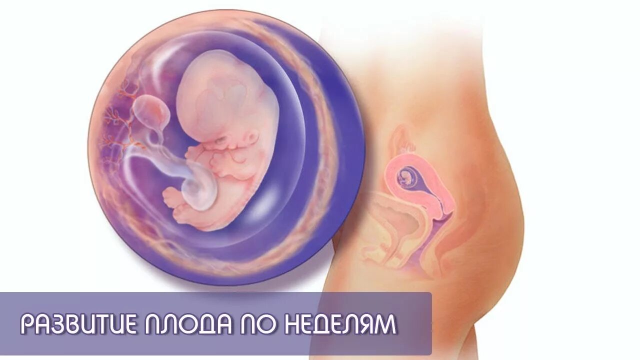 9 неделя видео. 8 Акушерская неделя беременности. 8 Неделя внутриутробного развития. Беременность по неделям 8 неделя беременности.