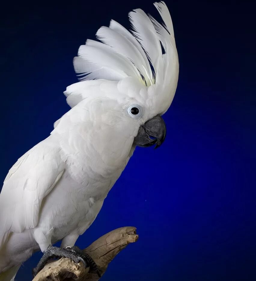 К чему снится попугай во сне. Попугай Какаду белохохлый. Белый попугай Какаду. Попугай Какаду белый с хохолком.