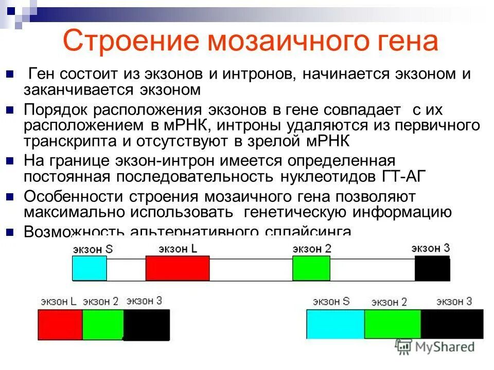 Экзон рф 2023. Строение Гена Интрон Экзон. Интрон Экзон структура Гена. Мозаичная структура Гена эукариот. Мозаичное строение генов эукариот.