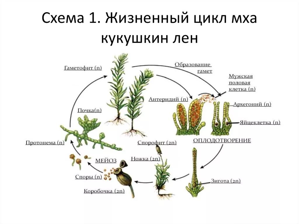 Жизненный цикл мха Кукушкин лен схема. Жизненный цикл кукушкиногольга. Жизненнцикл Кукушкин лен мох. Этапы жизненного цикла мха Кукушкин лен. Располагается на спорофите