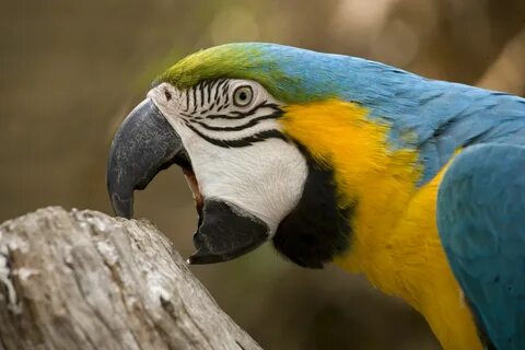 Does birds