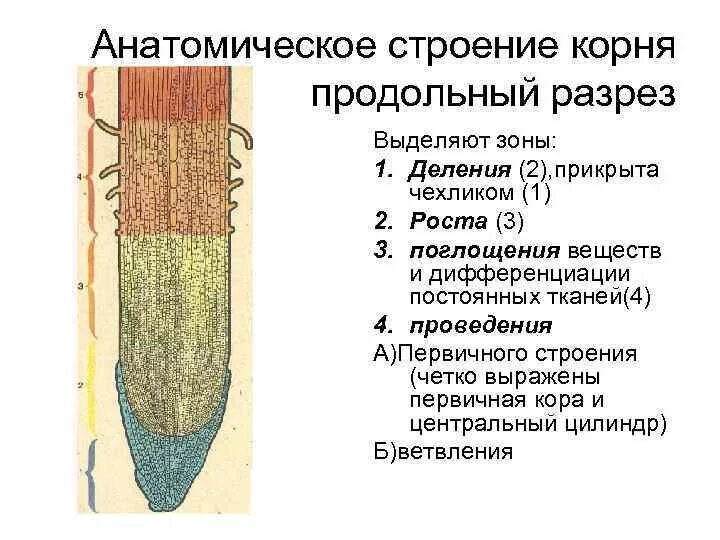 Внутреннее строение корня первичное. Клеточное строение корня зоны корня. Строение корня в продольном разрезе. Продольный срез корня 7 класс.