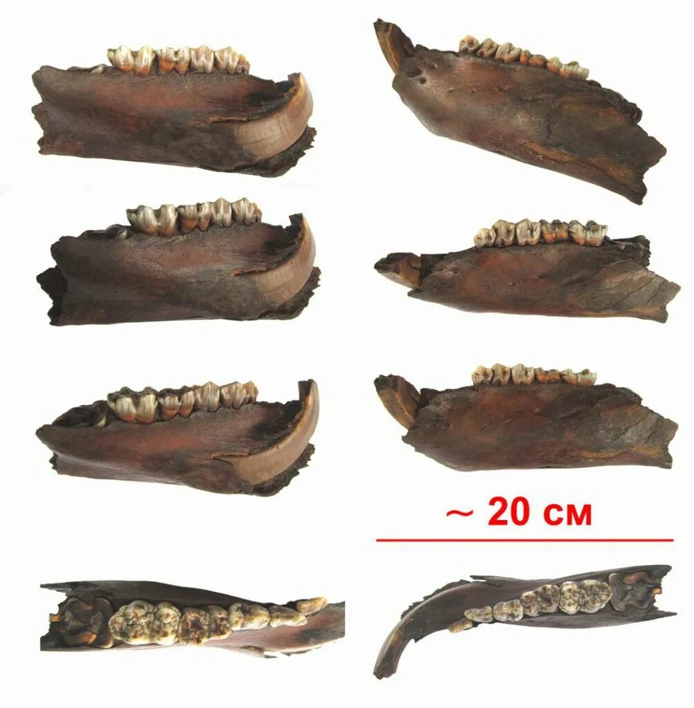 Дикий кабан секач вепрь. Чучело кабана. Дикий кабан секач вепрь. Зубы кабана. Зубы кабана.