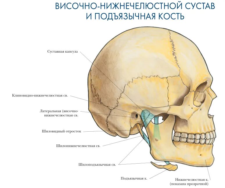 Соединение нижнечелюстной и височной кости. Ямка ВНЧС. Анатомия череп шиловидный отросток. Кости черепа височно-нижнечелюстной сустав. Сосцевидный отросток черепа анатомия.