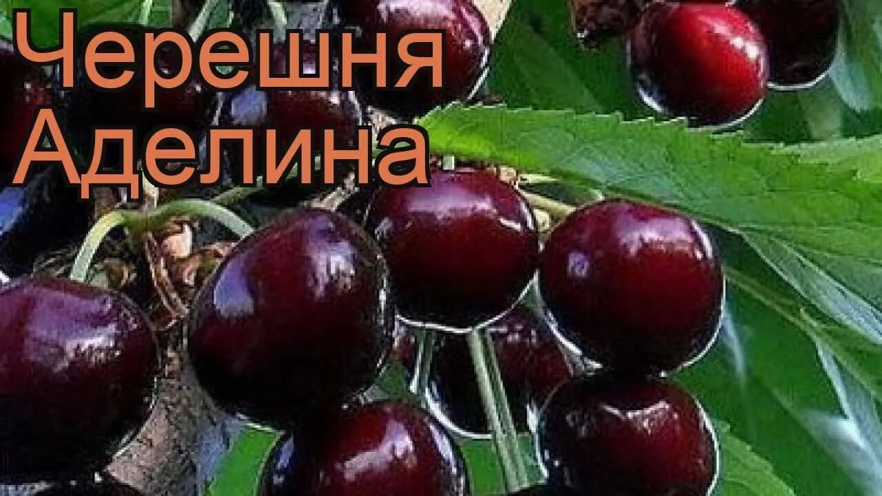 Вишня сорт Жуковская.