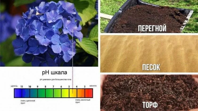 Как сделать кислую почву для гортензии. Почва для гортензии метельчатой. Почва для гортензии крупнолистной. PH почвы для метельчатой гортензии. Кислотность почвы для гортензии крупнолистной.