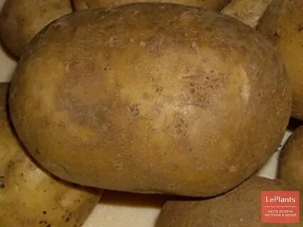 Сорт ласунок картофель характеристика