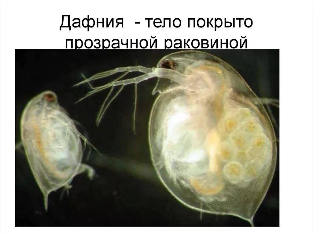 К представителям ракообразных относят дафнию креветку. Отряды ракообразных дафния. дафния тип класс отряд. тело дафнии. листоногие представители.