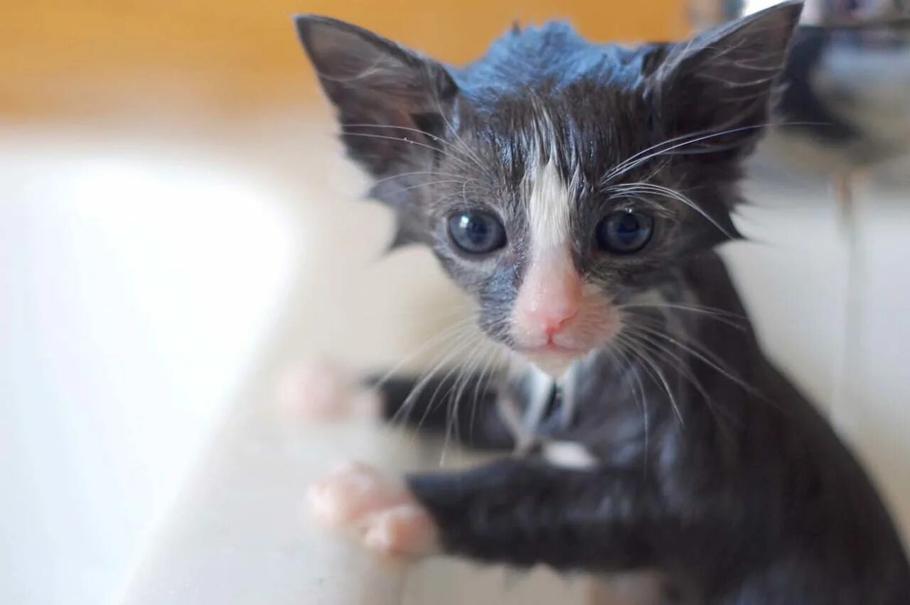 Почему котенок мокрый. Мокрая кошка. мокрый котенок. промокший котенок. мокрая кошка фото.