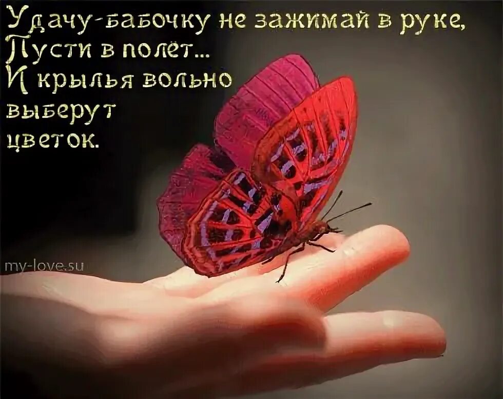 Нравишься ты мне бабочки появились. Бабочки с пожеланиями. цитаты про бабочек. бабочки на удачу. красивые высказывания про бабочек.