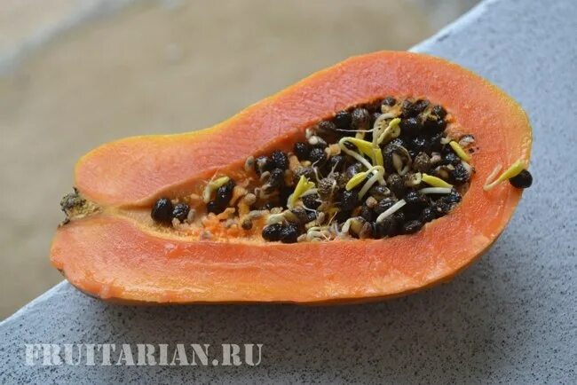 Едят ли косточки папайи. Едят ли косточки папайи. Косточки папайи. Косточки папайи. Проросшая папайя.