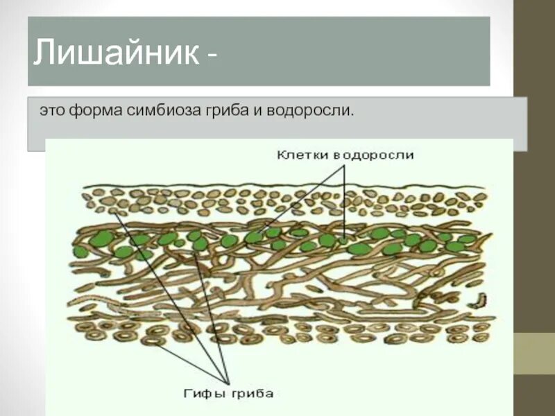 Строение лишайника 5 класс биология. Схема симбиоза лишайников. Лишайник симбиоз гриба и водоросли рисунок. Симбиоз гриба и водоросли в лишайнике. Гриб и водоросли в составе лишайника