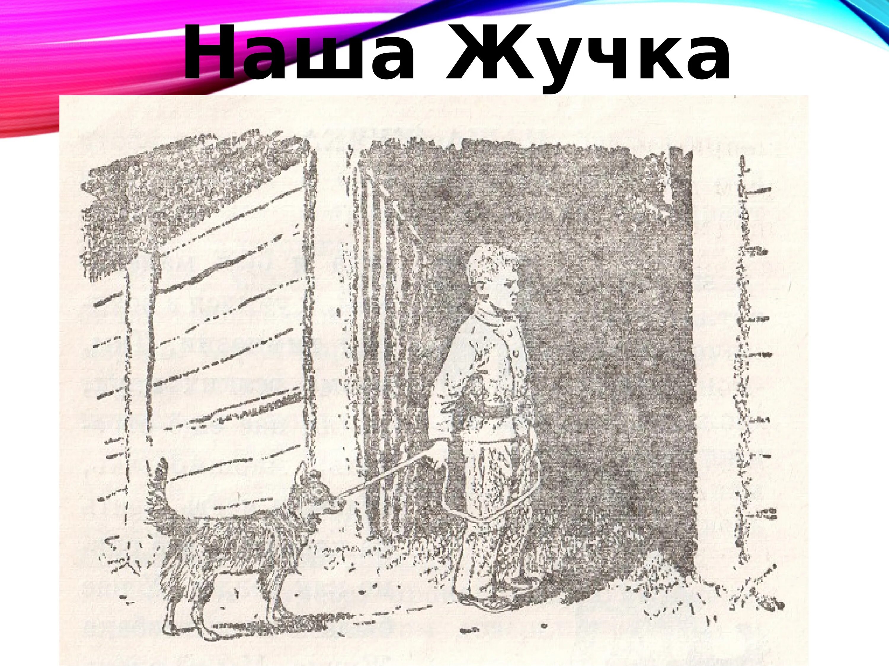 Наша жучка. Рассказ наша жучка. Дуров наша жучка. Дуров наша жучка рисунок. Рассказ дурова наша жучка