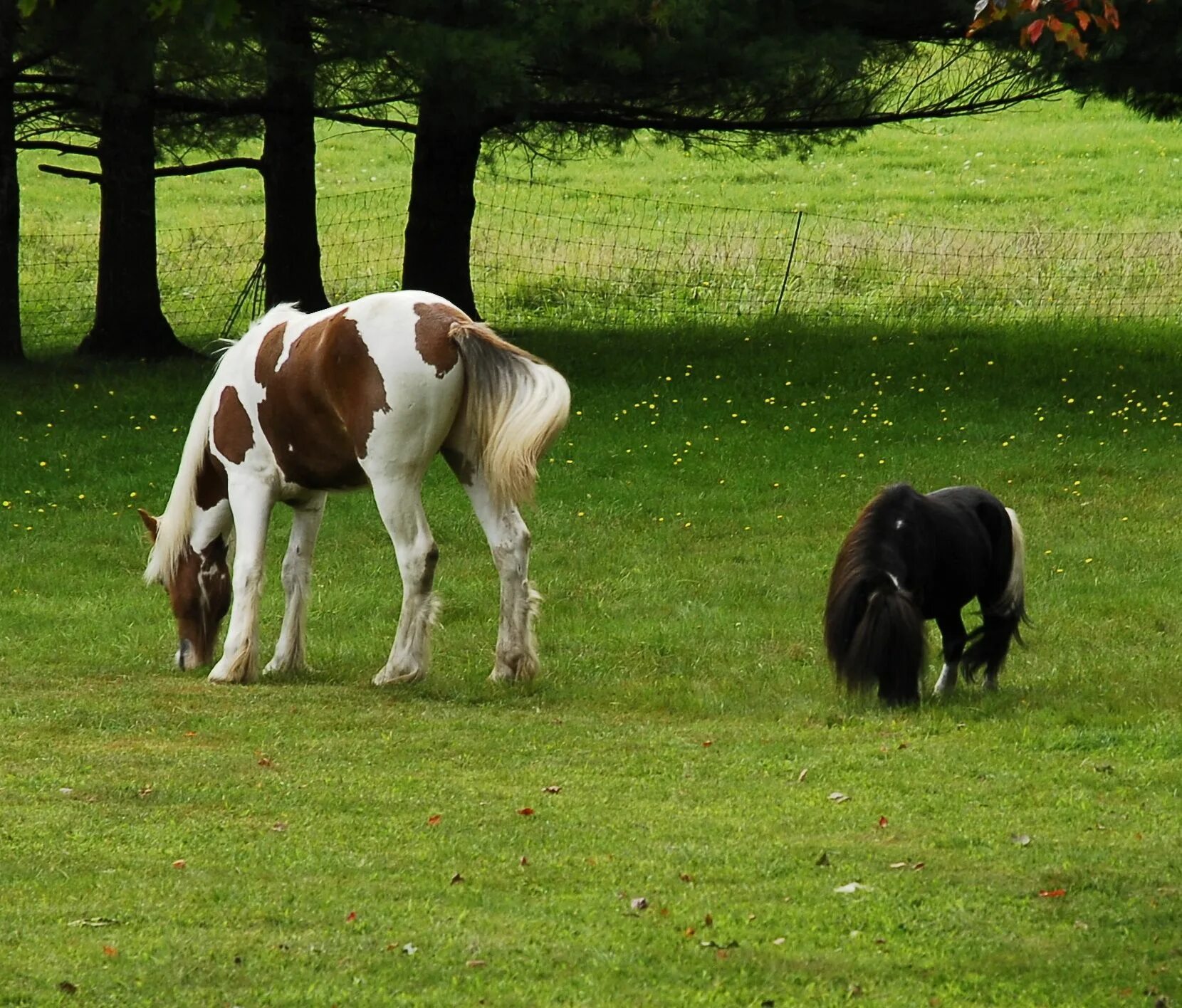 Mini pony. Фалабелла пегая. Карликовая лошадка Фалабелла. Лошади породы Фалабелла. Пони Фалабелла.