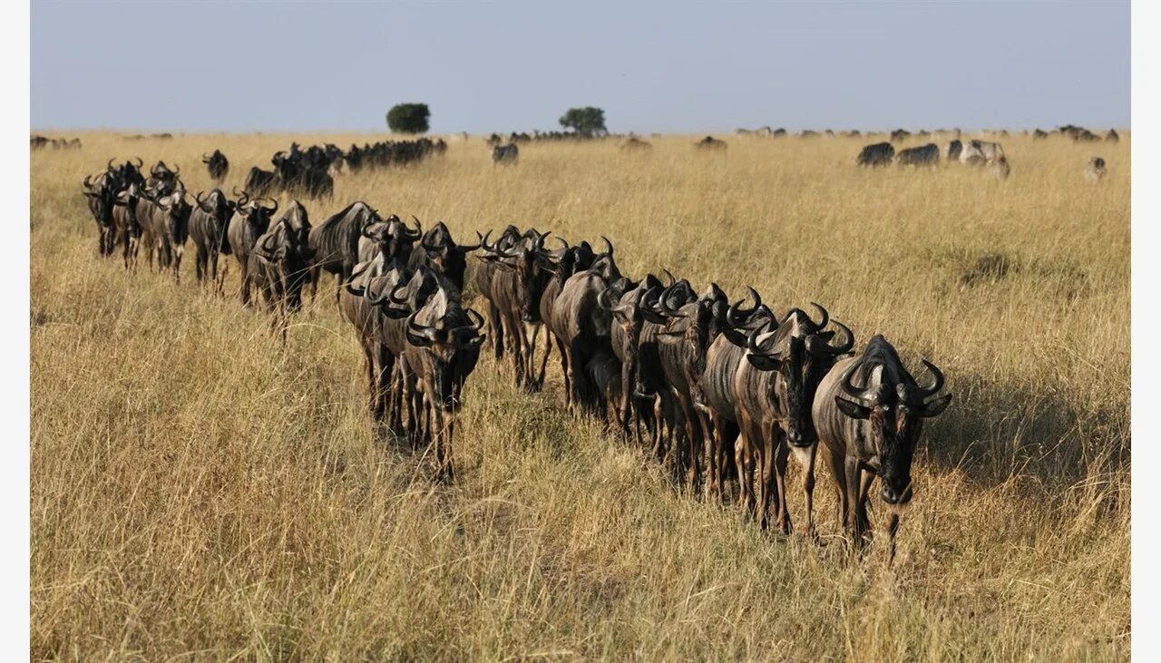 кочующие животные. кочующие животные. карибу популяция. северный олень в тундре. антилопы кении.