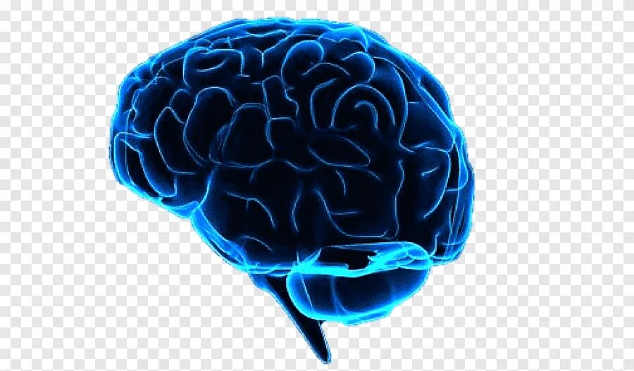 Голубой мозг. Мозг на прозрачном фоне.