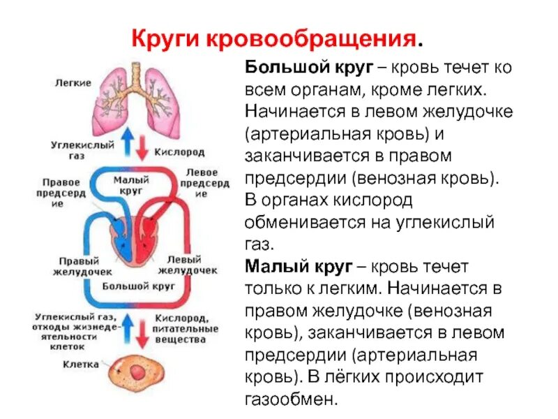 Какая кровь течет в малом кругу. Большой круг кровообращения. Круги кровообращения большой круг. Большой и малый круг кровообращения таблица. Малый легочный круг кровообращения.