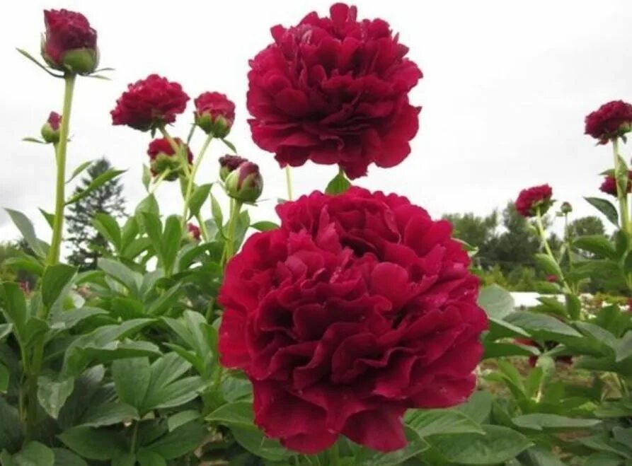 Пион фейтфул фото и описание. Пион brooks gardens. олд файл фул пион. генри бокстос иди олд фейтфул?. пион олд пейт фул на даче фото.