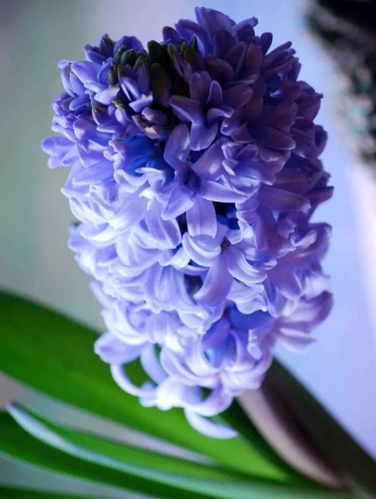Гиацинт модель. Гиацинт делфт блю. гиацинт delft blue. гиацинт закаспийский. гиацинт остара.