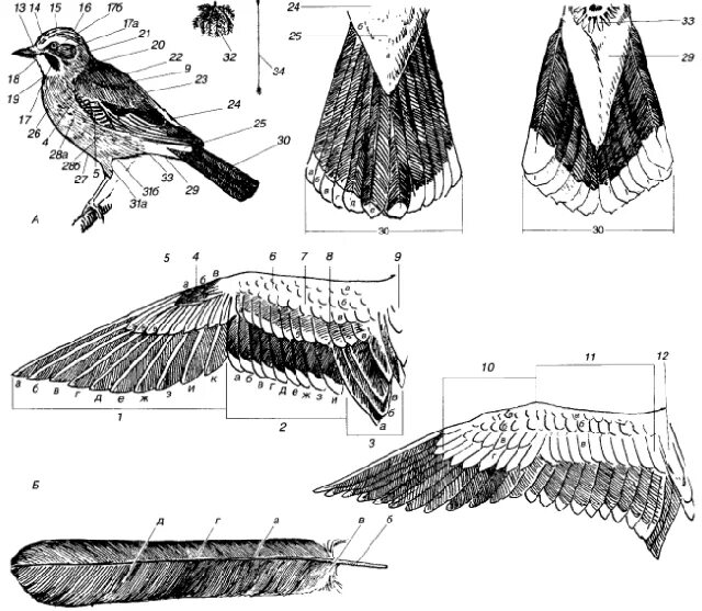 Расположение перьев у птиц. Метод финских линейных трансектов птиц. Крылья хищных птиц строение. Крыло птицы строение оперения. Вид крыла снизу у хищных птиц.