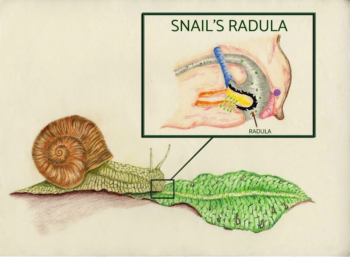 Язык моллюсков. Радула виноградной улитки. Радула у брюхоногого моллюска. Улитка ахатина Радула. Радула брюхоногих.