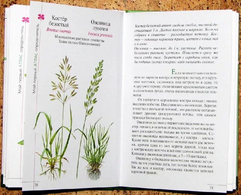 Атлас определитель от земли до неба луга. Атлас определитель от земли до неба луга