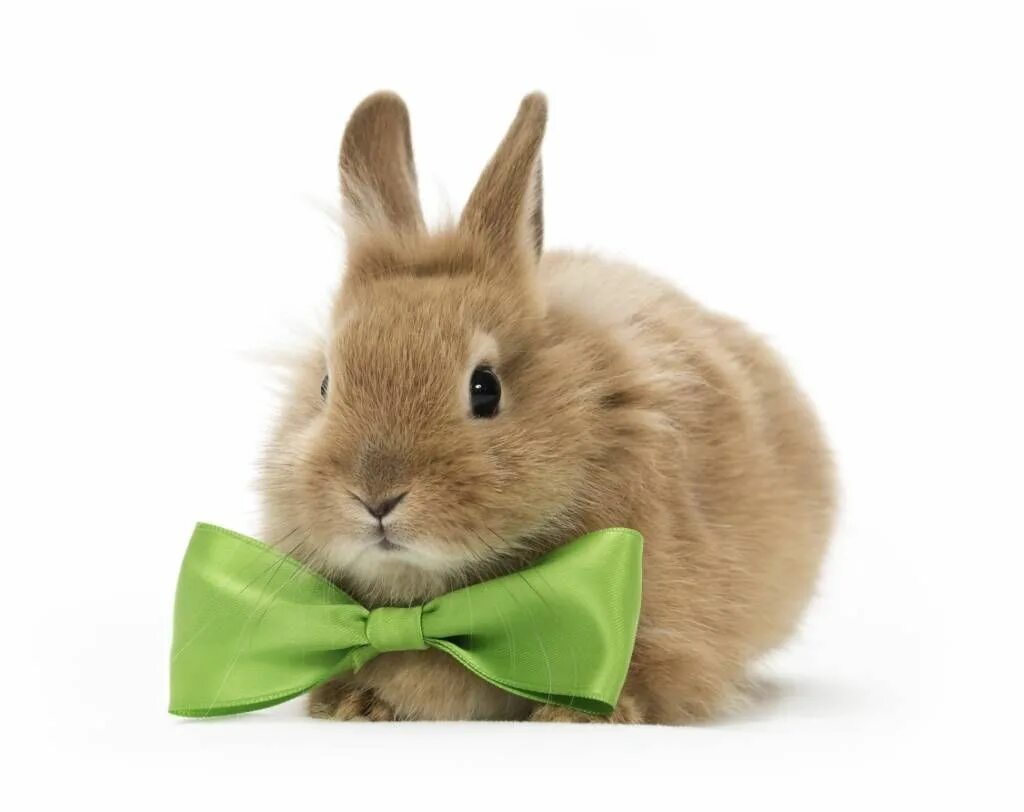 Rabbit blox. Rabbit blox
