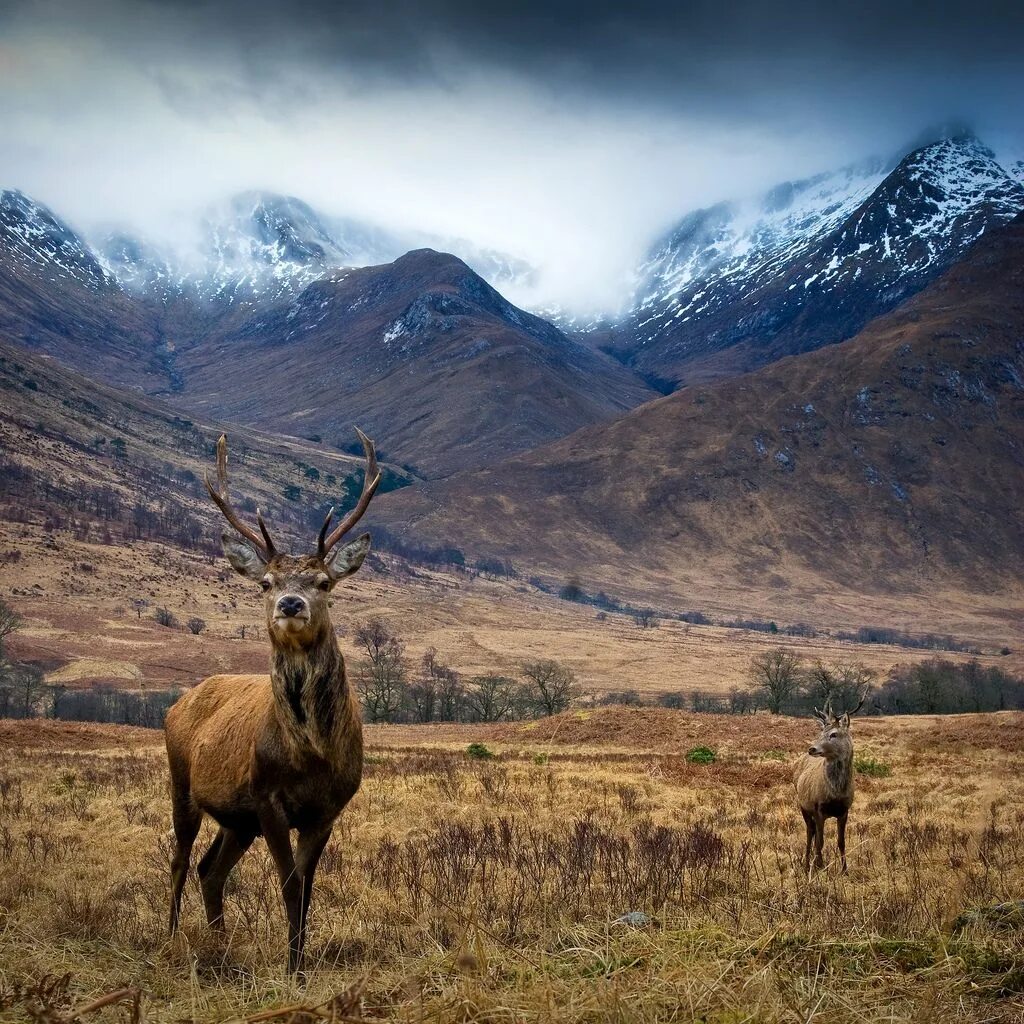 Scotland animal. Высокогорье Шотландия олень. Шотландия благородный олень. Благородный олень Великобритании. Red Deer в Шотландии.