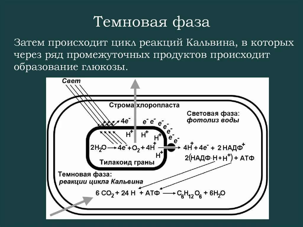 Темновая фаза цикл Кальвина. Цикл Кальвина в фотосинтезе. Темновая фаза фотосинтеза схема. Световая фаза цикл Кальвина.