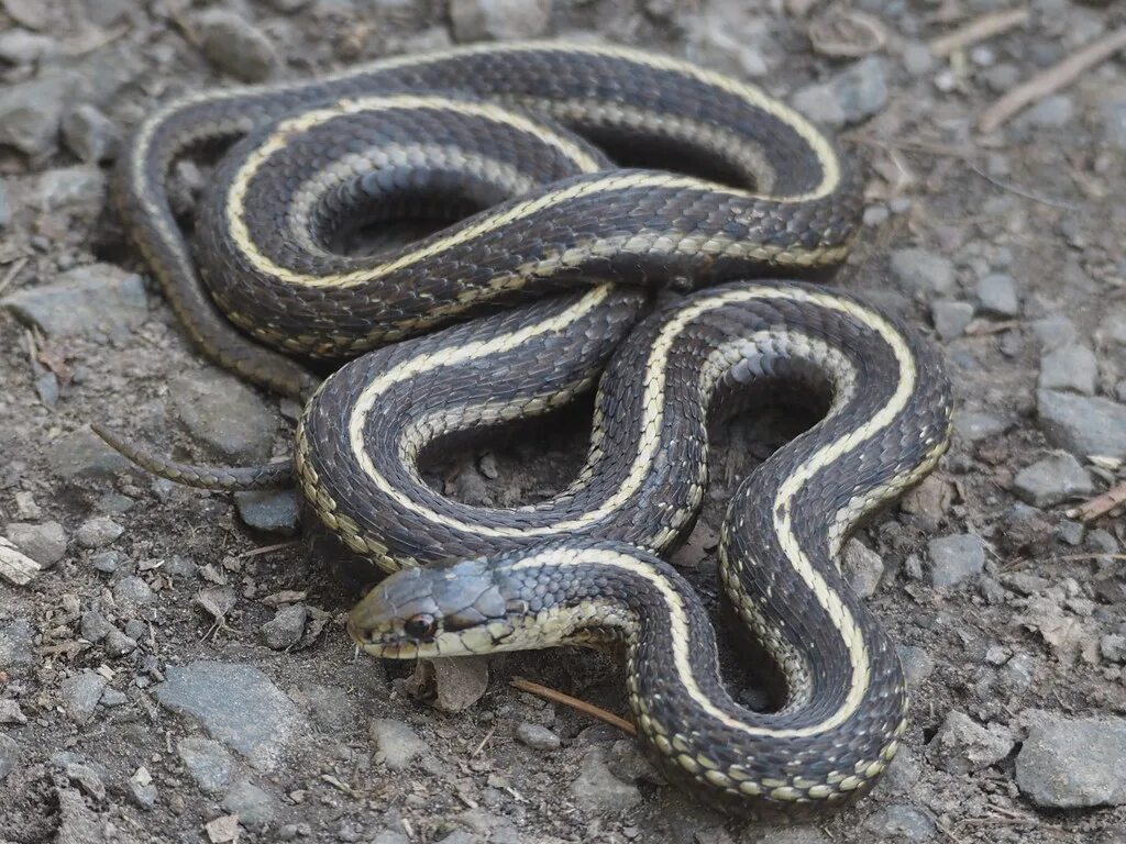 Euprepiophis mandarinus. Степной удав желтобрюх. Змея с желтым брюхом. Серая змея с оранжевым брюхом. Уж обыкновенный - змея неядовитая.