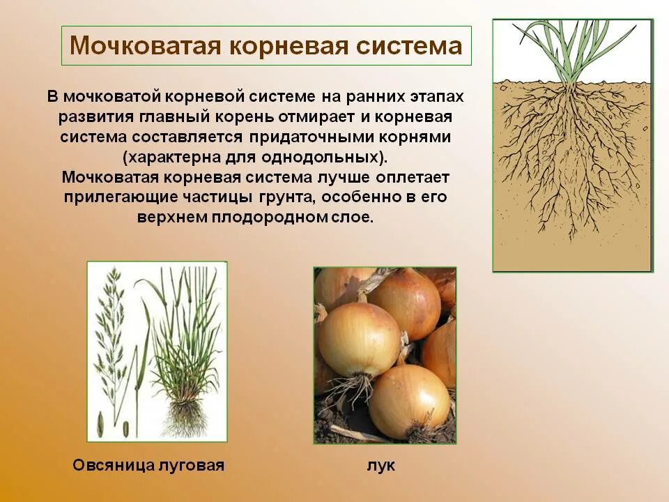 Растений имеют мочковатую корневую систему. Корневая мокроватая система растения. Растения с мочковатой системой корня. Мочковатая корневая система у каких растений. Мочковатая система у каких растений.