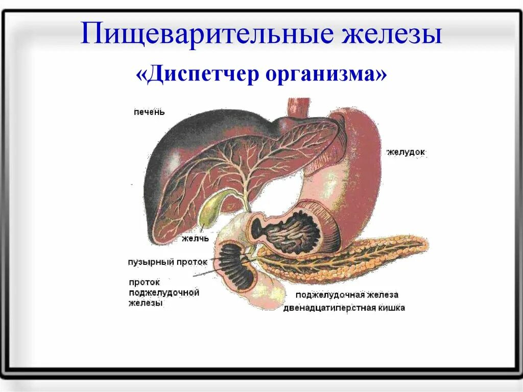Печень является железой. Железы пищеварительного тракта физиология. Строение пищеварительных желез анатомия. Строение и функции желез пищеварительной системы. Строение пищеварительных желез:печени.