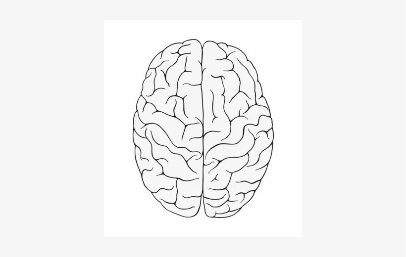 The brain test