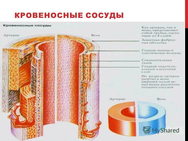 Стенки артерий и вен имеют