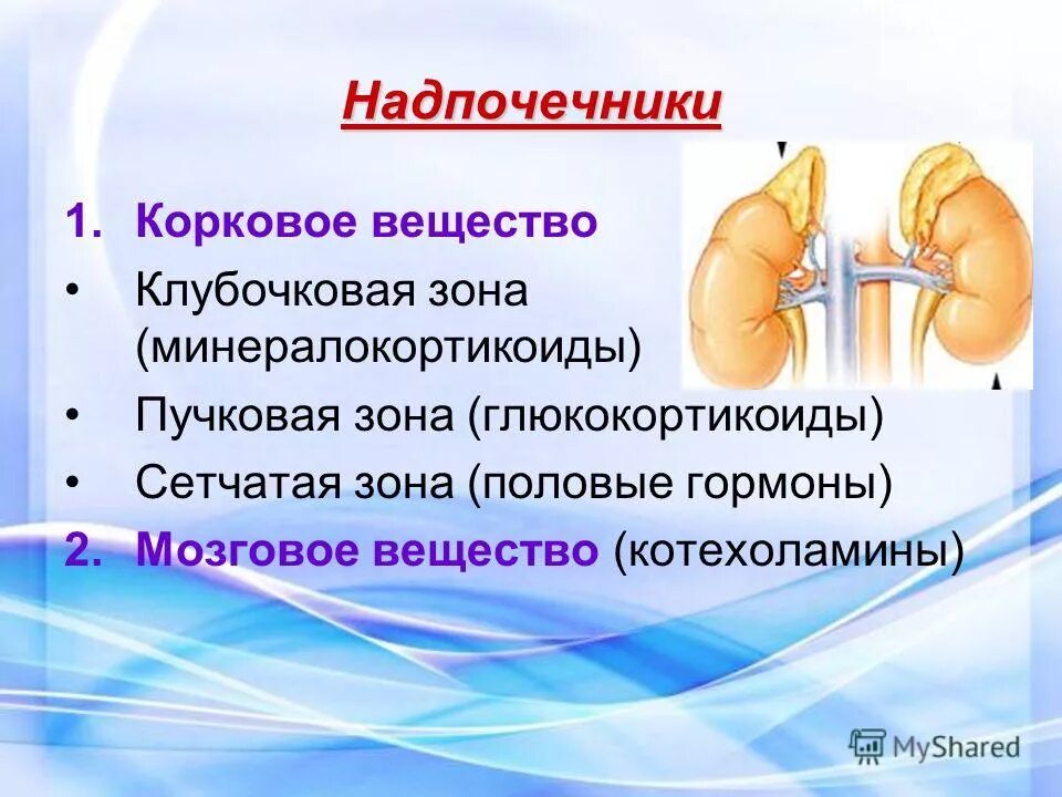 Надпочечники клубочковая зона пучковая зона. Надпочечники строение гормоны. Гормоны коркового вещества надпочечников. Гормоны коркового слоя надпочечников. Гиперфункция мозгового вещества надпочечников