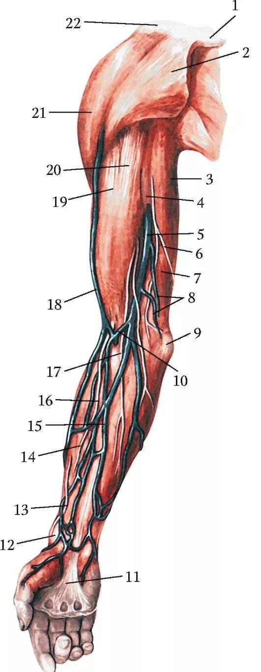 Срединная локтевая Вена. Медиальная кубитальная Вена. Медиальная подкожная Вена плеча. Лимфоузлы кисти