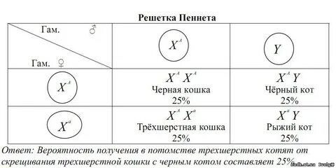 Потомство черного кота и черепаховой кошки