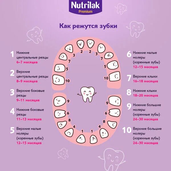 Зубы со скольки. Порядок прорезывания зубов у малышей. зубы у детей порядок прорезывания молочных зубов. зубки у малышей порядок прорезания по месяцам. очередность прорезывания зубов у детей до 2.