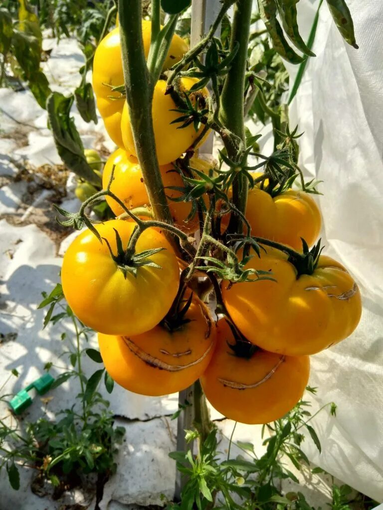 партнер томат прелесть роузы. томаты прелесть отзывы. партнер томат прелесть роузы. партнер томат прелесть роузы. помидор прелесть роузы сорт.