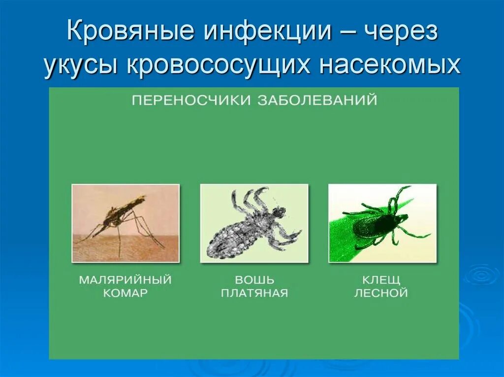 Переносчики опасных заболеваний. Кровяные инфекционные заболевания. Кровяные трансмиссивные инфекции. Переносчики заболеваний.