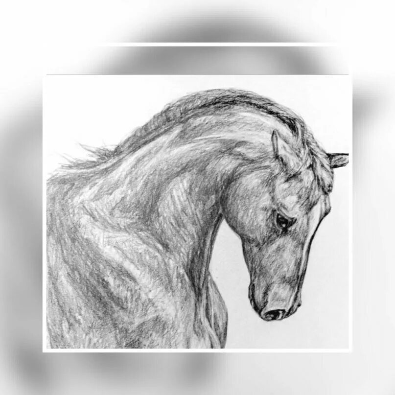 Быстрый красивый рисунок. Лошадь карандашом. Картинки лошадей карандашом. Лошадь рисунок карандашом. Картины лошадей карандашом.