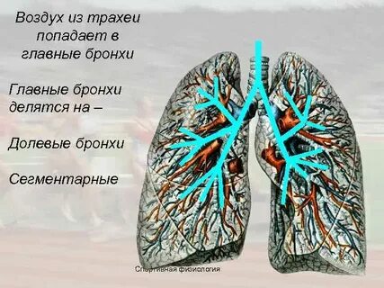 Главный бронх делится на