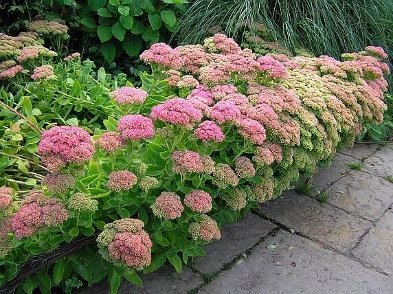 Заячья капуста цветок (66 фото)