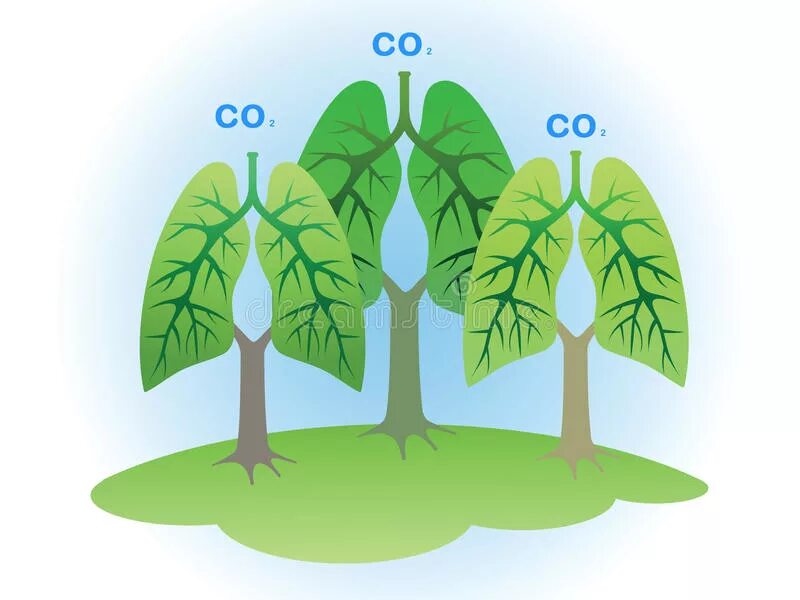 Деревья кислород. Деревья поглощают углекислый ГАЗ. Деревья выделяют кислород. Деревья для очистки воздуха. Деревья лучше очищающие воздух