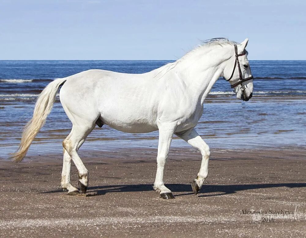 Липицианская лошадь. Липицианская порода. Лошади липицианской породы. Липпицианская лошадь масти. Липициан жеребенок.
